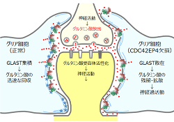 グルタミン酸の除去