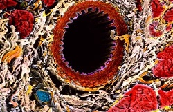 人体の美:ミクロの目で見た細胞、網膜…写真図鑑が人気