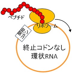 環状RNAでタンパク質合成